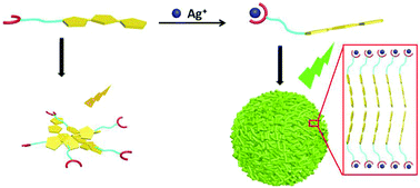 Graphical abstract: Allostery in molecular self-assemblies: metal ions triggered self-assembly and emissions of terthiophene