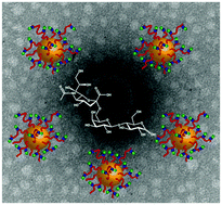 Graphical abstract: Influenza-binding sialylated polymer coated gold nanoparticles prepared via RAFT polymerization and reductive amination