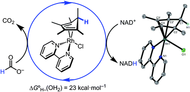Graphical abstract: Cyclopentadiene-mediated hydride transfer from rhodium complexes