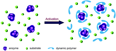 Graphical abstract: Dynamic encapsulation and activation of carbonic anhydrase in multivalent dynameric host matrices