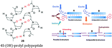 Graphical abstract: A nanofiber assembly directed by the non-classical antiparallel β-structure from 4S-(OH) proline polypeptide