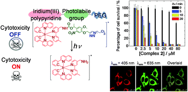 Graphical abstract: Photoactivatable cytotoxic agents derived from mitochondria-targeting luminescent iridium(iii) poly(ethylene glycol) complexes modified with a nitrobenzyl linkage