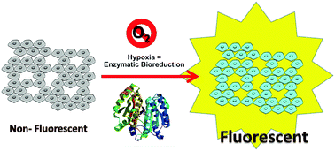 Graphical abstract: Bioreductive fluorescent imaging agents: applications to tumour hypoxia