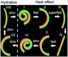 Graphical abstract: Synergistic action of thermoresponsive and hygroresponsive elements elicits rapid and directional response of a bilayer actuator