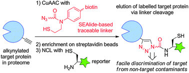 Graphical abstract: An N-sulfanylethylanilide-based traceable linker for enrichment and selective labelling of target proteins