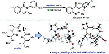 Graphical abstract: Structural studies of β-turn-containing peptide catalysts for atroposelective quinazolinone bromination