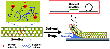 Graphical abstract: Single-material solvent-sensitive actuator from poly(ionic liquid) inverse opals based on gradient dewetting