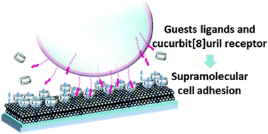 Graphical abstract: Functionalizing the glycocalyx of living cells with supramolecular guest ligands for cucurbit[8]uril-mediated assembly
