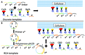 Graphical abstract: HaloTag mediated artificial cellulosome assembly on a rolling circle amplification DNA template for efficient cellulose hydrolysis
