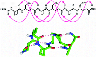 Graphical abstract: 13-Helix folding of a β/γ-peptide manifold designed from a “minimal-constraint” blueprint