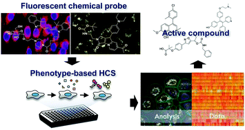 Graphical abstract: A high-content screening platform with fluorescent chemical probes for the discovery of first-in-class therapeutics