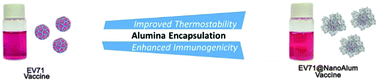 Graphical abstract: Alumina-encapsulated vaccine formulation with improved thermostability and immunogenicity