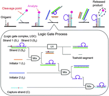 Graphical abstract: A DNAzyme-mediated logic gate for programming molecular capture and release on DNA origami