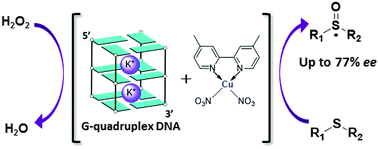 Graphical abstract: Enantioselective sulfoxidation reaction catalyzed by a G-quadruplex DNA metalloenzyme