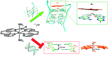 Graphical abstract: Octahedral ruthenium complexes selectively stabilize G-quadruplexes