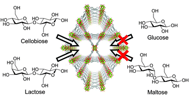 Graphical abstract: Unprecedented selectivity in molecular recognition of carbohydrates by a metal–organic framework