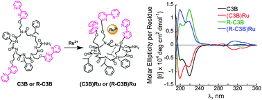 Graphical abstract: Versatile ruthenium complexes based on 2,2′-bipyridine modified peptoids