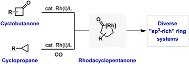 Graphical abstract: Synthesis and applications of rhodacyclopentanones derived from C–C bond activation