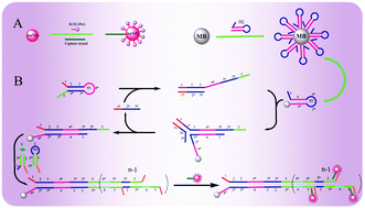 Graphical abstract: Sensitive SERS detection of miRNA via enzyme-free DNA machine signal amplification