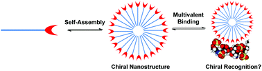 Graphical abstract: Chiral recognition at self-assembled multivalent (SAMul) nanoscale interfaces – enantioselectivity in polyanion binding