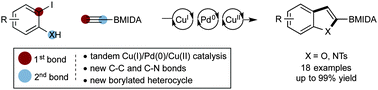 Graphical abstract: Synthesis of 2-BMIDA 6,5-bicyclic heterocycles by Cu(i)/Pd(0)/Cu(ii) cascade catalysis of 2-iodoaniline/phenols