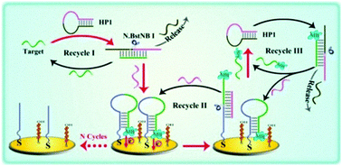 Graphical abstract: Cross-triggered and cascaded recycling amplification for ultrasensitive electrochemical sensing of the mutant human p53 gene