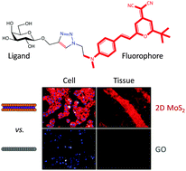 Graphical abstract: Targeted fluorescence imaging enhanced by 2D materials: a comparison between 2D MoS2 and graphene oxide