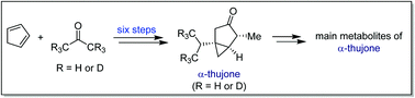 Graphical abstract: A six-step total synthesis of α-thujone and d6-α-thujone, enabling facile access to isotopically labelled metabolites