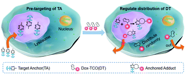 Graphical abstract: An intracellular anchor regulates the distribution of bioactive molecules
