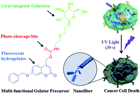 Graphical abstract: Galactose-decorated light-responsive hydrogelator precursors for selectively killing cancer cells