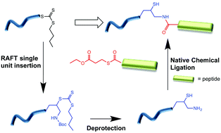 Graphical abstract: Single addition of an allylamine monomer enables access to end-functionalized RAFT polymers for native chemical ligation