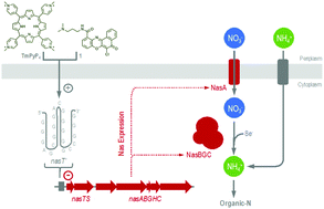 Graphical abstract: Control of bacterial nitrate assimilation by stabilization of G-quadruplex DNA