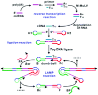 Graphical abstract: A ligation-based loop-mediated isothermal amplification (ligation-LAMP) strategy for highly selective microRNA detection