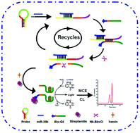 Graphical abstract: Electrophoresis separation assisted G-quadruplex DNAzyme-based chemiluminescence signal amplification strategy on a microchip platform for highly sensitive detection of microRNA