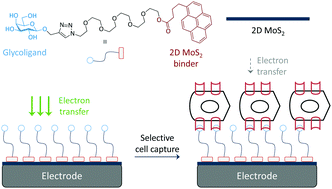 Graphical abstract: A supramolecular pyrenyl glycoside-coated 2D MoS2 composite electrode for selective cell capture