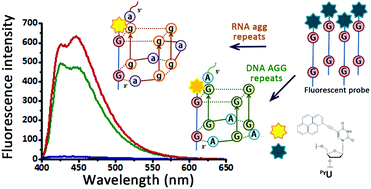 Graphical abstract: G-Quadruplex formation using fluorescent oligonucleotides as a detection method for discriminating AGG trinucleotide repeats
