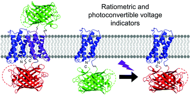 Graphical abstract: Ratiometric and photoconvertible fluorescent protein-based voltage indicator prototypes
