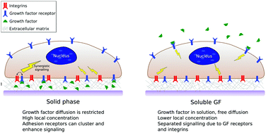 Graphical abstract: Synergistic growth factor microenvironments