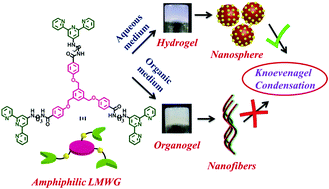 Graphical abstract: Bimodal self-assembly of an amphiphilic gelator into a hydrogel-nanocatalyst and an organogel with different morphologies and photophysical properties