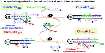 Graphical abstract: Spatial organization based reciprocal switching of enzyme-free nucleic acid circuits