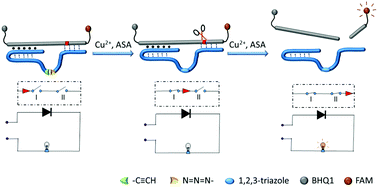 Graphical abstract: A cupric ion triggered DNA diode based on a tandem linkage–cleavage reaction