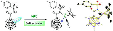 Graphical abstract: Synthesis and full characterization of an iridium B–H activation intermediate of the monocarba-closo-dodecaborate anion