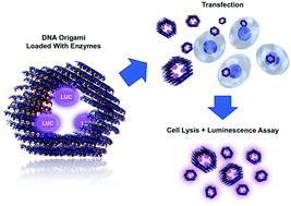 Graphical abstract: Cellular delivery of enzyme-loaded DNA origami