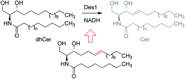 Graphical abstract: From the configurational preference of dihydroceramide desaturase-1 towards Δ6-unsaturated substrates to the discovery of a new inhibitor