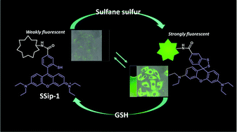 Graphical abstract: Development of a reversible fluorescent probe for reactive sulfur species, sulfane sulfur, and its biological application