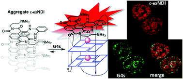 Graphical abstract: A red-NIR fluorescent dye detecting nuclear DNA G-quadruplexes: in vitro analysis and cell imaging