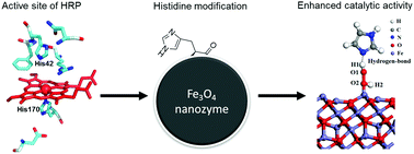 Graphical abstract: Optimization of Fe3O4 nanozyme activity via single amino acid modification mimicking an enzyme active site