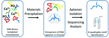Graphical abstract: Precipitation SELEX: identification of DNA aptamers for calcium phosphate materials synthesis
