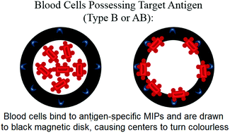 Graphical abstract: Development of molecularly imprinted polymers specific for blood antigens for application in antibody-free blood typing