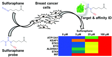 Graphical abstract: Competition-based, quantitative chemical proteomics in breast cancer cells identifies new target profiles for sulforaphane